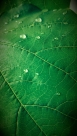 By Ashley Strange | Water Drops On Leaf